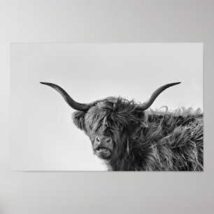 Sturdy highland cow in monochrome ポスター