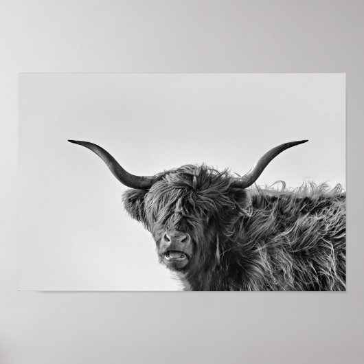 Sturdy highland cow in monochrome ポスター (正面)