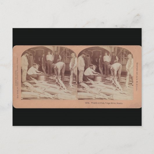 Sturgeonポストカード – StereoTypeロシア ポストカード (正面)