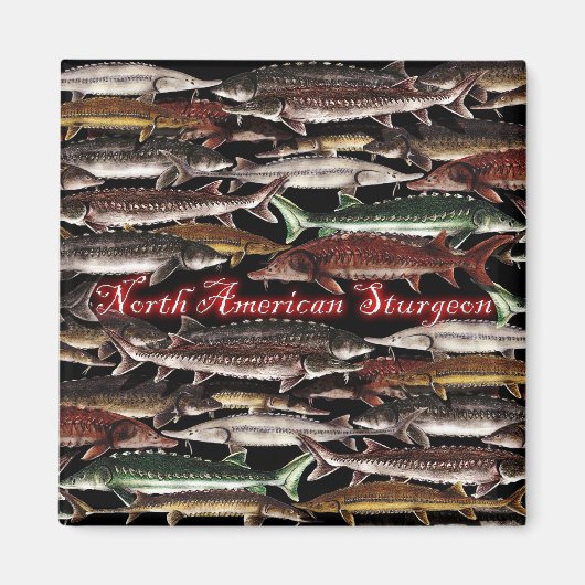 Sturgeon Magnet - North American Sturgeon マグネット (正面)