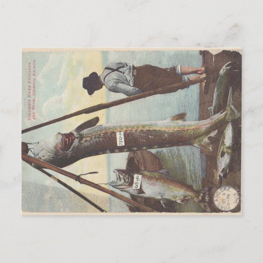 Sturgeon & Surkeキャッチポストカード ポストカード (正面)