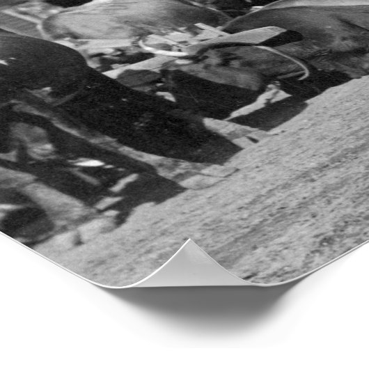 Sturgis写真のメイン通りに沿った牛のチーム ポスター (角)