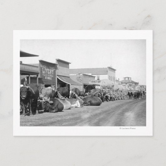 Sturgis写真のメイン通りに沿った牛のチーム ポストカード (正面)