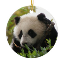 Su林のサンディエゴの動物園のジャイアントパンダの小熊