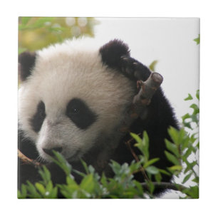 Su林のサンディエゴの動物園のジャイアントパンダの小熊 タイル