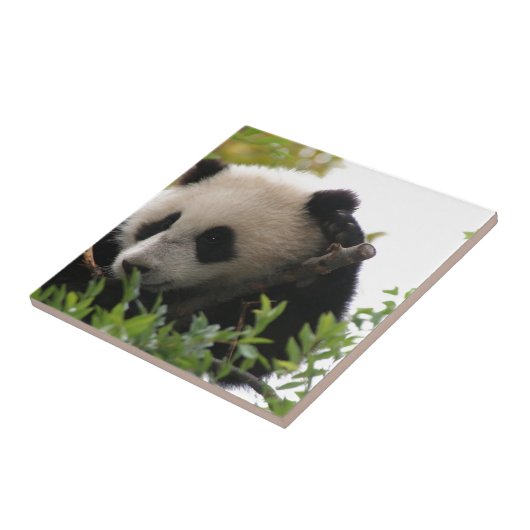 Su林のサンディエゴの動物園のジャイアントパンダの小熊 タイル (側面)