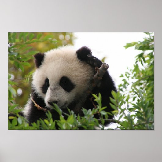 Su_Lin_giant_panda_bear_cub_at_the_San_Diego_Zoo ポスター (正面)