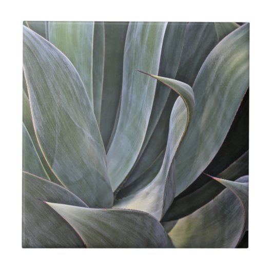 Succulantの衰退した詳細2017年 タイル (正面)