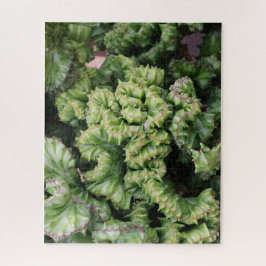 Succulent ジグソーパズル