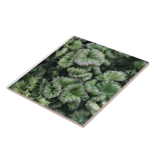 Succulent タイル (側面)