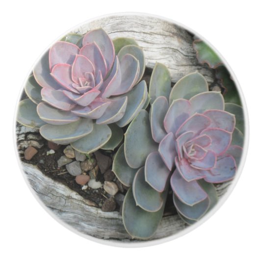 Succulent Ceramic Knob セラミックノブ (正面)