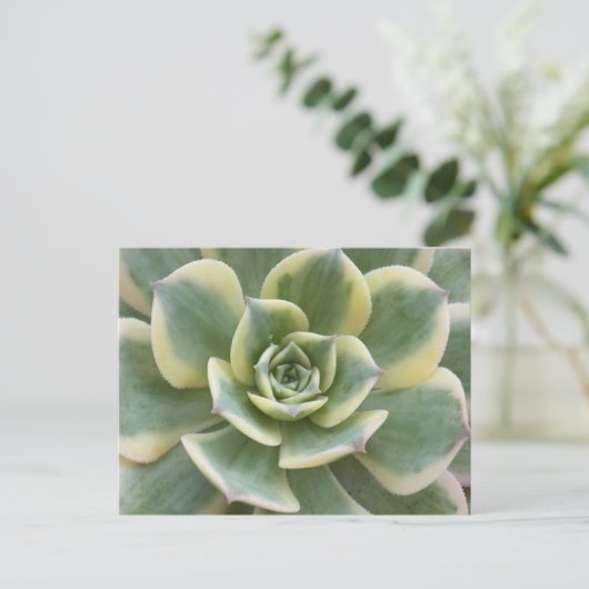 Succulent Postcard ポストカード (スタンド正面)