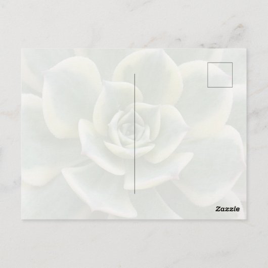 Succulent Postcard ポストカード (裏面)