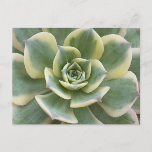 Succulent Postcard ポストカード (正面)