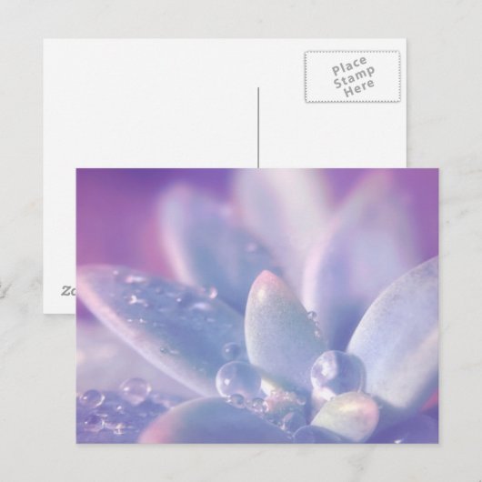 Succulentsの朝の露 ポストカード (正面/裏面)
