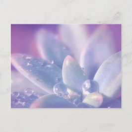 Succulentsの朝の露 ポストカード