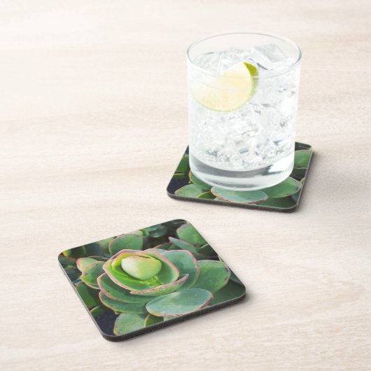 #succulents温室で。 コースター (右側)