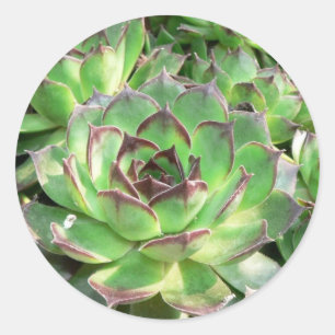 Succulents ラウンドシール