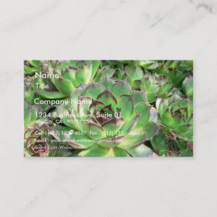 Succulents 名刺