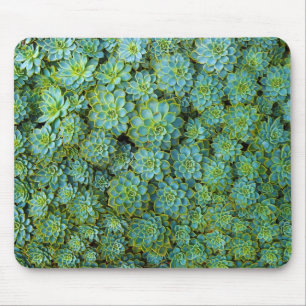 Succulents - Echeveriaの植物 マウスパッド