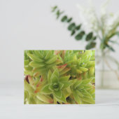 Succulents Post Card ポストカード (スタンド正面)