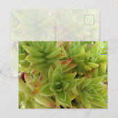 Succulents Post Card ポストカード (正面/裏面)