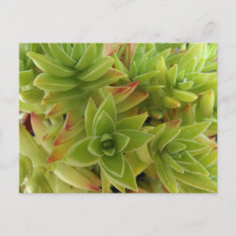 Succulents Post Card ポストカード
