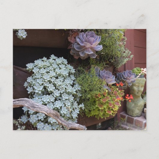 Succulents Postcard ポストカード (正面)