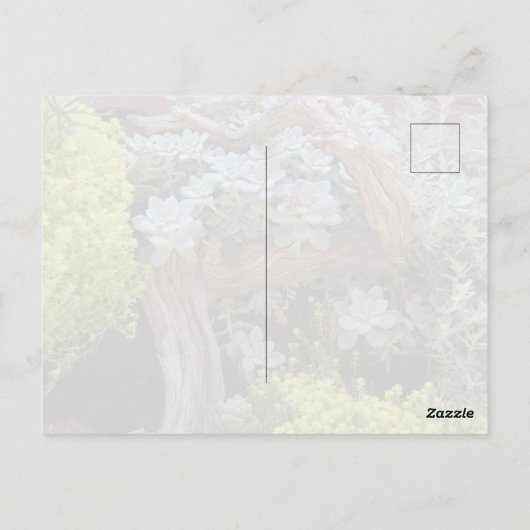 Succulents Postcard ポストカード (裏面)