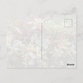 Succulents Postcard ポストカード (裏面)