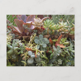 Succulents Postcard ポストカード