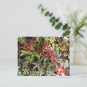 Succulents Postcard ポストカード (スタンド正面)