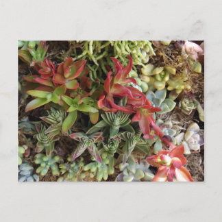 Succulents Postcard ポストカード
