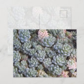 Succulents Postcard ポストカード (正面/裏面)