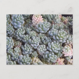 Succulents Postcard ポストカード