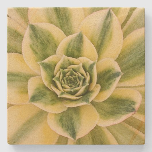 Succulishusの大理石のコースター ストーンコースター (正面)