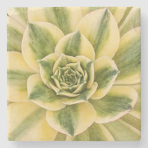 Succulishusの大理石のコースター