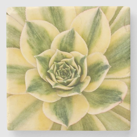 Succulishusの大理石のコースター ストーンコースター (正面)