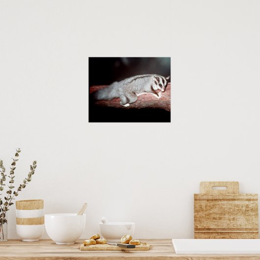 Sugar Glider - Petaurus breviceps ポスター (キッチン)