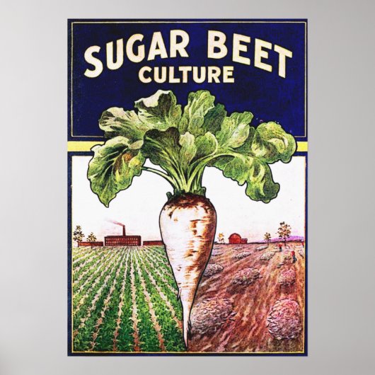 Suger Beet Culture Vintageポスター ポスター (正面)