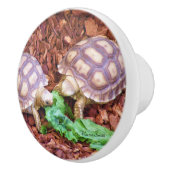 SulcataのカメのHatchlings セラミックノブ (右)