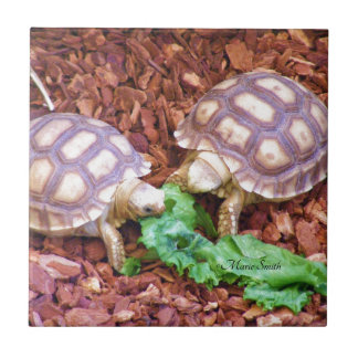 SulcataのカメのHatchlings タイル