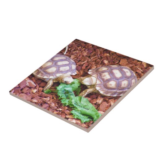 SulcataのカメのHatchlings タイル (側面)