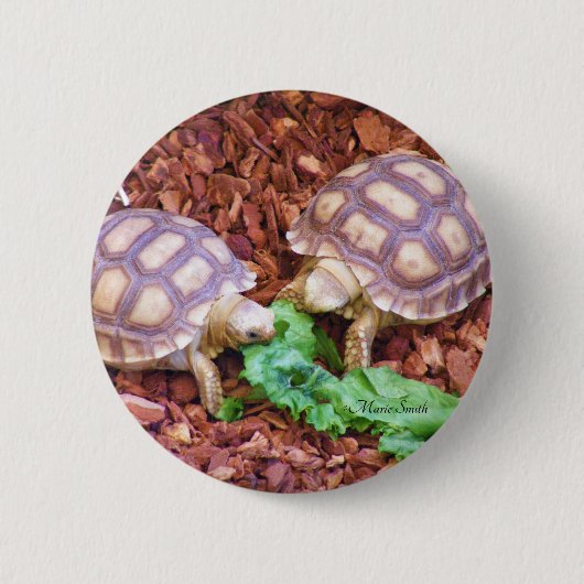 SulcataのカメのHatchlings 缶バッジ (正面)
