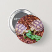SulcataのカメのHatchlings 缶バッジ (正面&裏面)