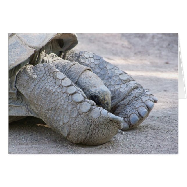 Sulcataのカメ (正面横)