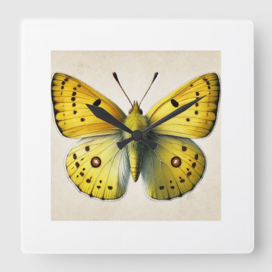 Sulfur butterfly Colias 130924IREF208 - Watercolor スクエア壁時計 (正面)