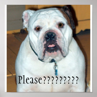 "Sullivan"，イギリスのブルドッグ/ポスター ポスター