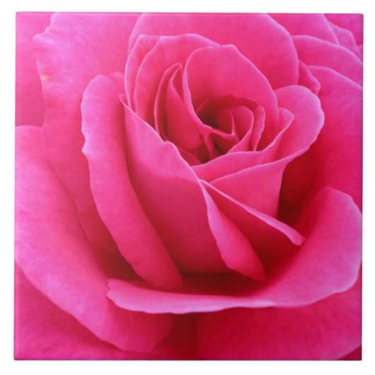 Sultry Candy Red Roseの写真 タイル (正面)