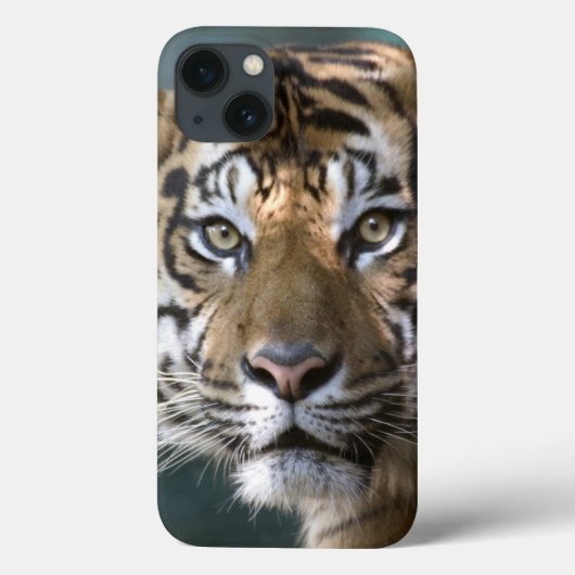 Sumatranのオスのトラ(ヒョウ属のチグリス川のsumatrae) Case-Mate iPhoneケース (裏面)